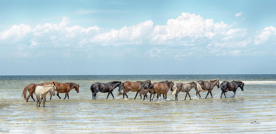 Wild Horses of Cedar Island North Carolina  #1724b Photograph by Susan Yerry