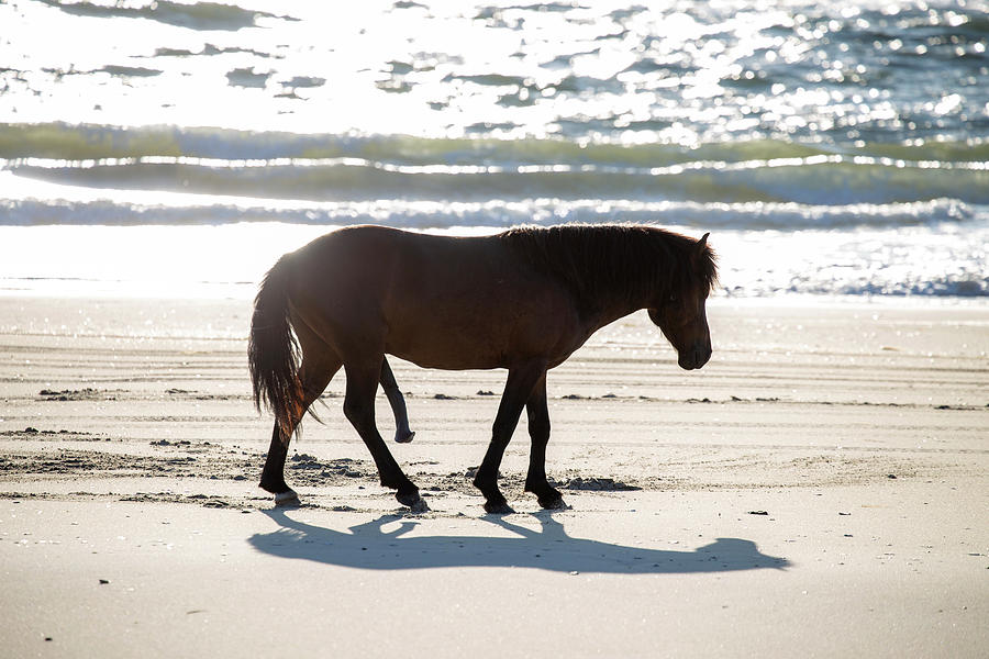 Wild Horses 97 Photograph by David Stasiak - Fine Art America