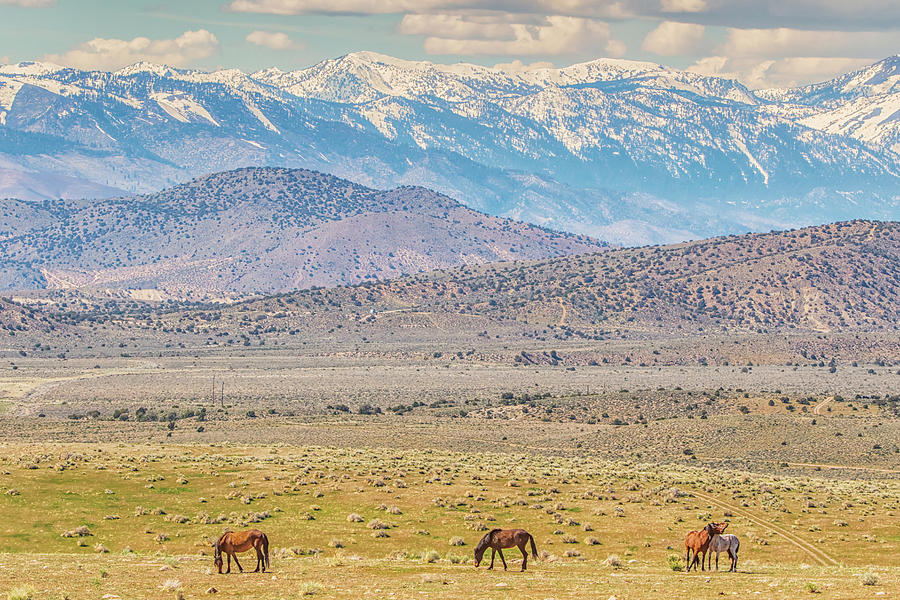Wild Horses Above Carson Valley Photograph by Marc Crumpler
