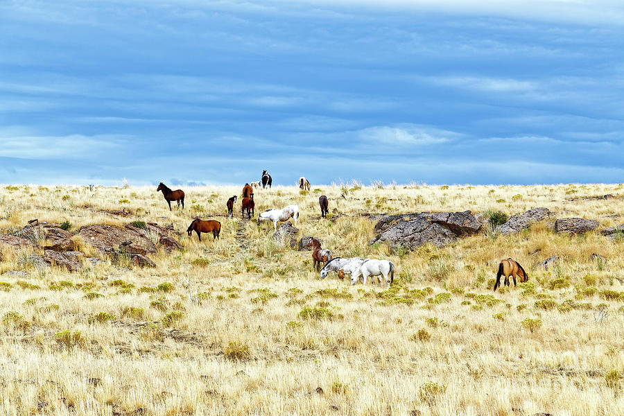 wild horses adults colts prairie ridge Oregon Photograph