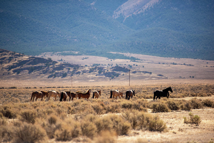 Wild Horses Photograph by Aileen Savage