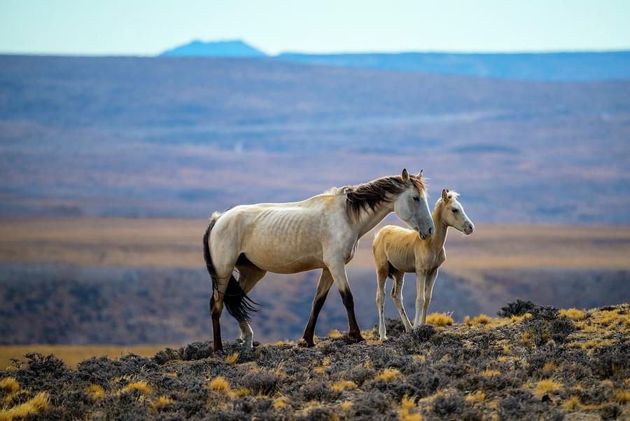 Wild Horses, Argentina Digital Art by Heeb Photos - Fine Art America
