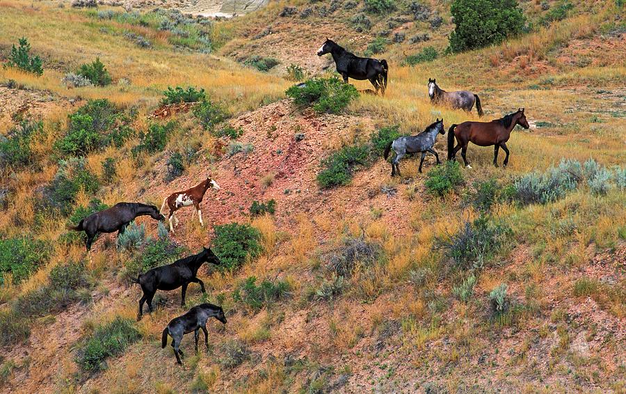 Wild Horses, Badlands, North Dakota Digital Art by Heeb Photos