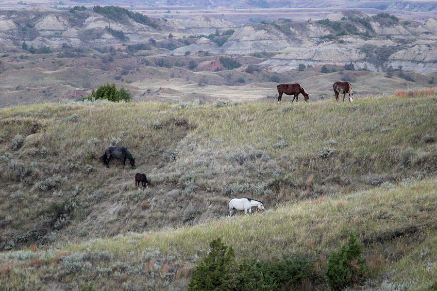 Wild Horses Photograph by Brook Burling