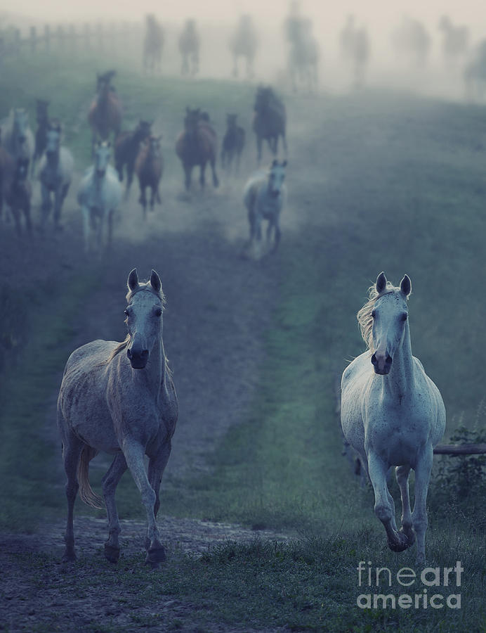 Equestrian Photograph - Wild Horses by Conrado Equestrian Photograph - Wild Horses by Conrado
