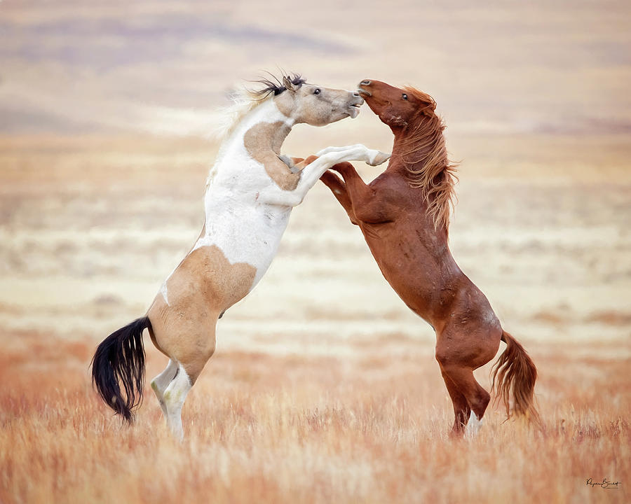 Wild Horses Couldnt Drag Me Away Photograph by Phyllis Burchett