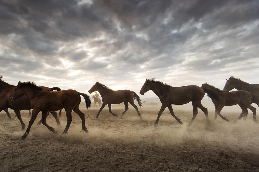 Horse Photograph - Wild Horses by Dan Mirica