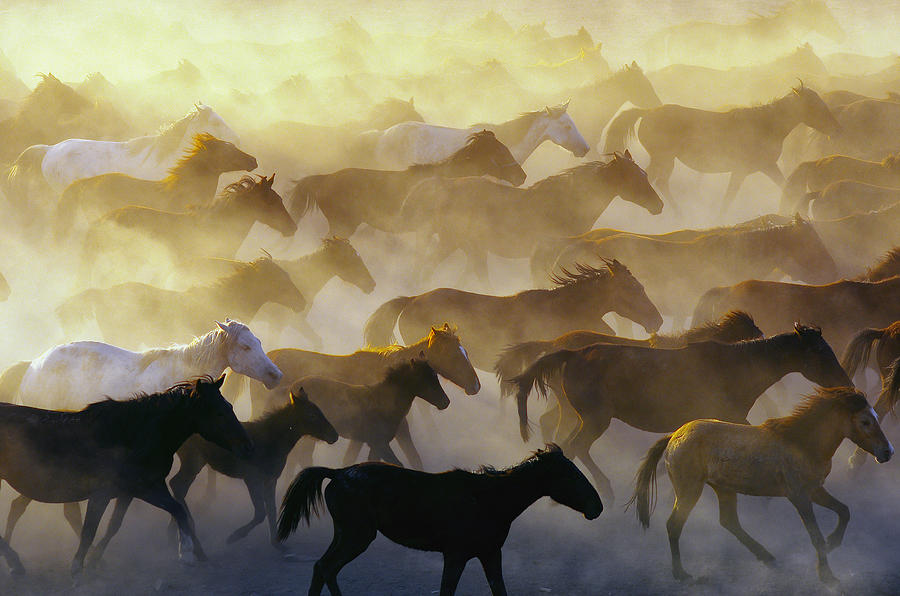 Horse Photograph - Wild Horses by Emir Ba?c?