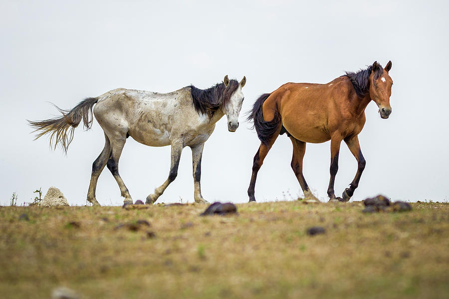 Wild Horses Guanapalo Casanare Colombia Photograph by Adam Rainoff