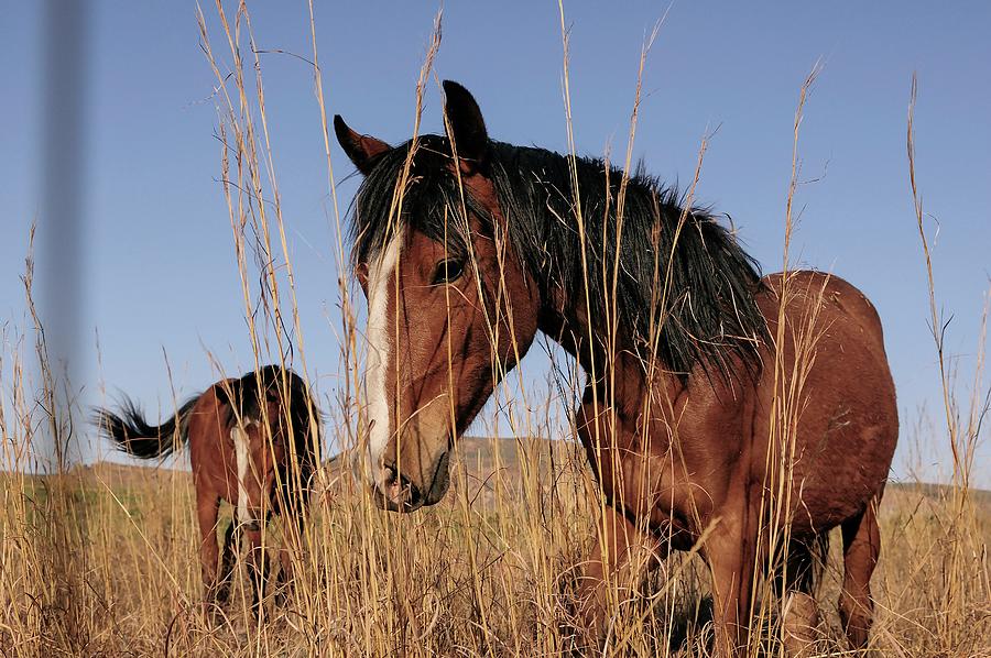 Wild Horses Digital Art by Heeb Photos