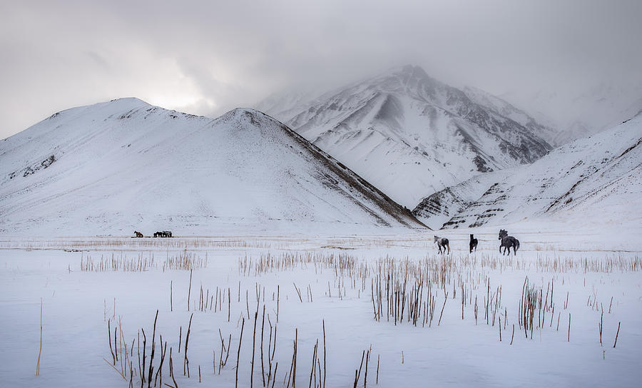 Winter Photograph - Wild Horses by Hosein Babaei