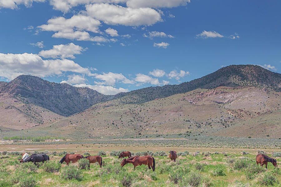 Wild Horses in a Field Photograph by Marc Crumpler