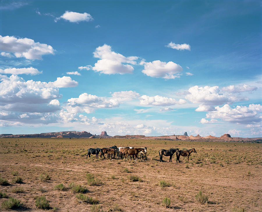 Wild Horses In Desert Landscape Photograph by Gary Yeowell