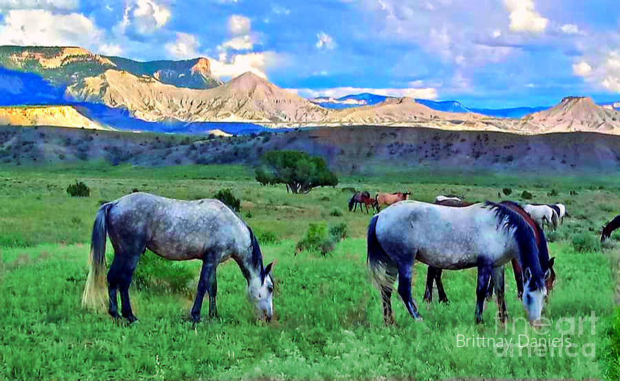 Wild Horses in Dissapointment Valley Digital Art by Annie Gibbons