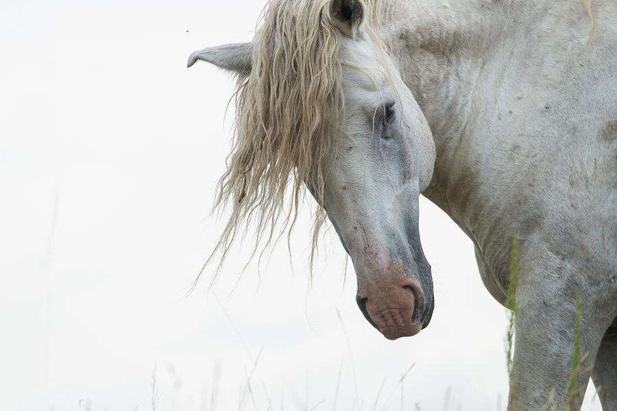 Wild Horses In North Dakota Photograph by Mark Newman