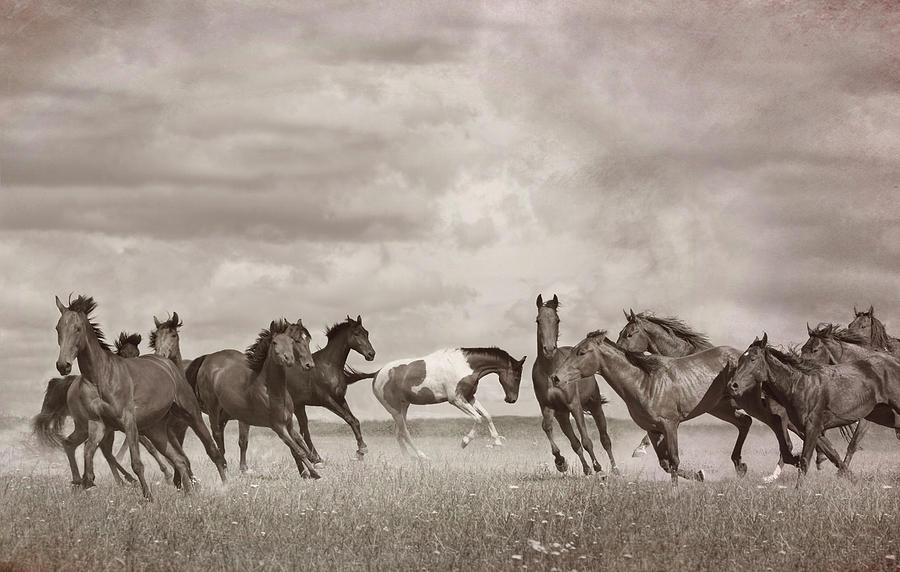 Wild Horses in Sepia Photograph by Debra and Dave Vanderlaan