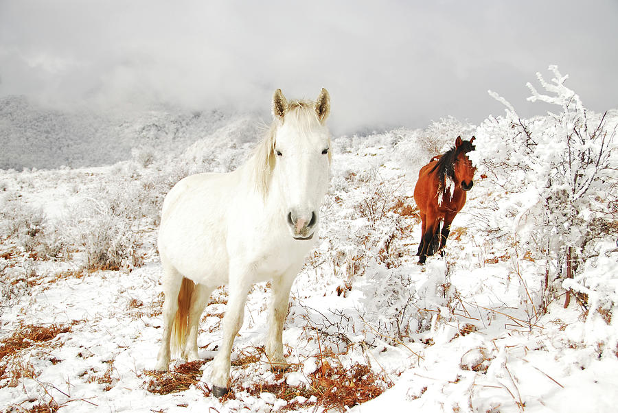 Wild Horses In Snow Mountains Photograph by Maya Karkalicheva