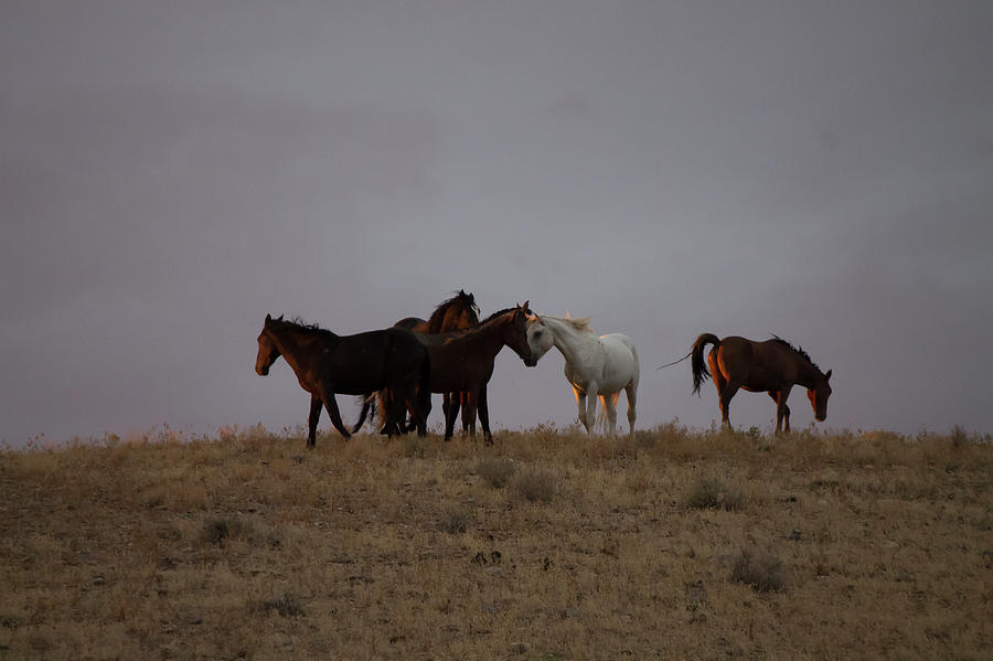 Wild Horses in Ute Country #2 Photograph by Jonathan Thompson