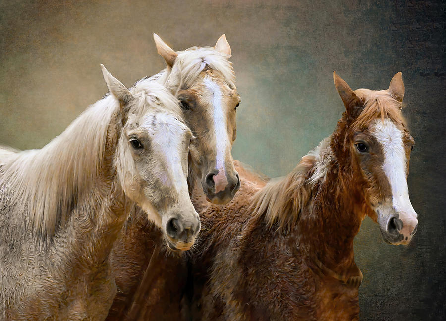 Wild Horses Photograph by Jane Lyons