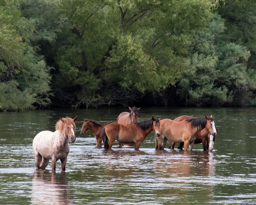 Wild Horses Photograph by Laurel Powell