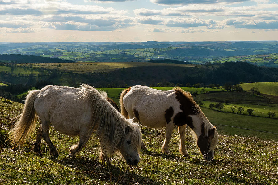 Wild Horses, Llanthony, Wales Photograph by Matt Davies Noseyfly@yahoo.com