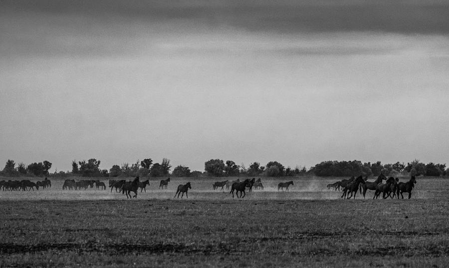 Wild Horses Photograph by Monica.marcov