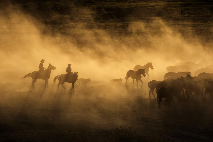 Horse Photograph - Wild Horses Of Cappadocia by Dan Mirica