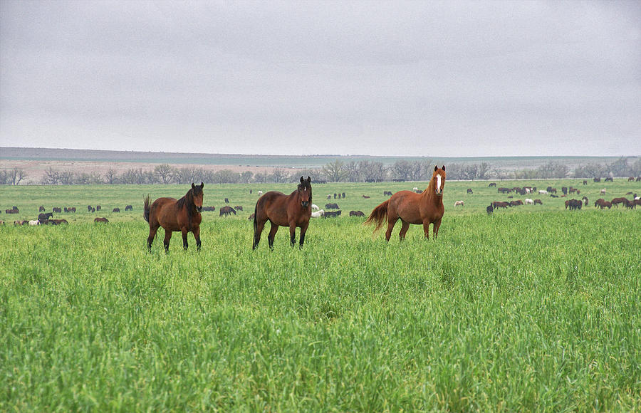 Wild Horses of Kansas Photograph by Alan Hutchins