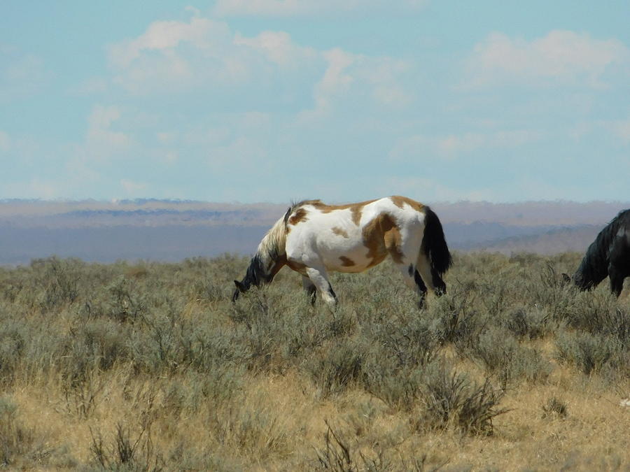Wild Horses of Meadow Lake New Mexico Photograph by Barbara Andrews