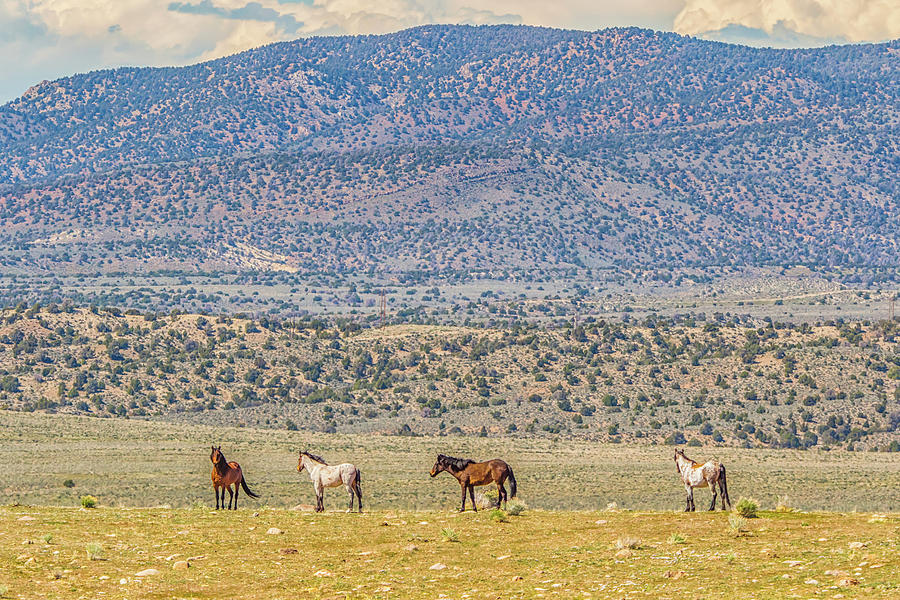 Wild Horses of the Pine Nut Mountains Photograph by Marc Crumpler