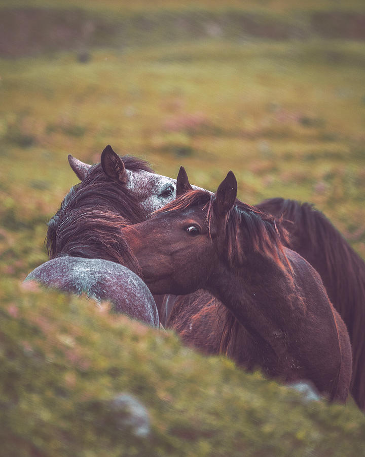 Wild Horses Of The Turks "yilki" Photograph by Onur Guney