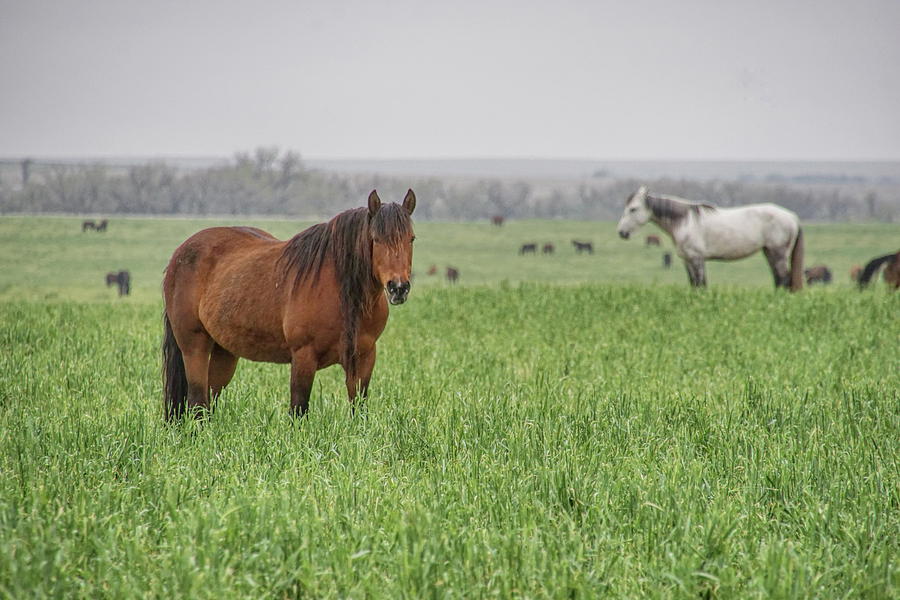 Wild Horses of Wallace County, Kansas Photograph by Alan Hutchins