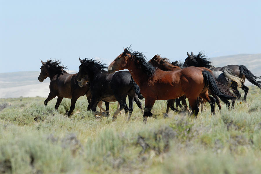 Wild Horses Of Wyoming Photograph by Skibreck