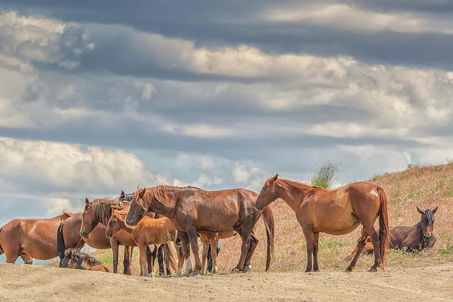 Wild Horses on a Ridge Top Photograph by Marc Crumpler