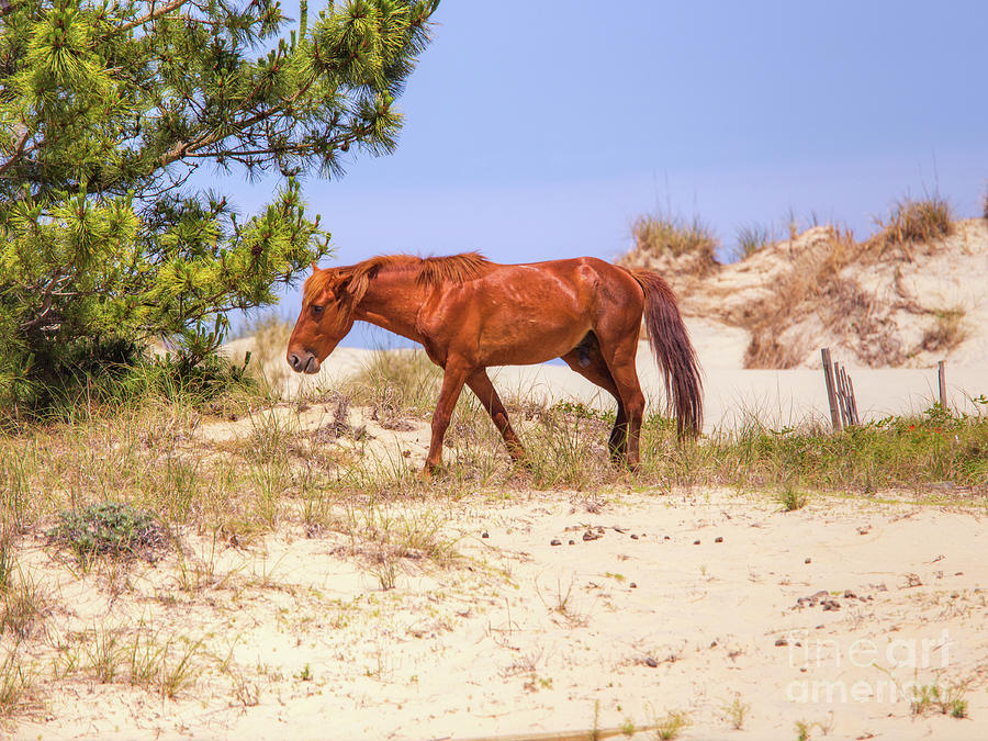 Wild Horses Outer Banks One Digital Art by Randy Steele