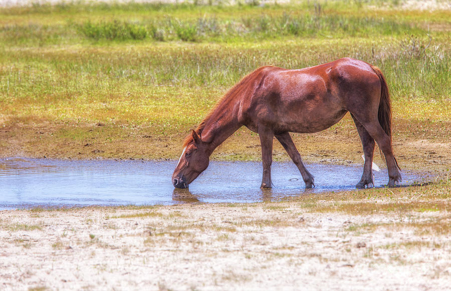 Wild Horses Outer Banks Three Photograph