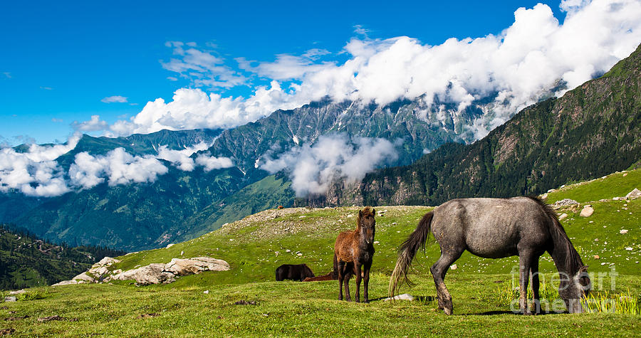 Wild Horses Pasturing On Mountain Photograph by Banana Republic Images ...