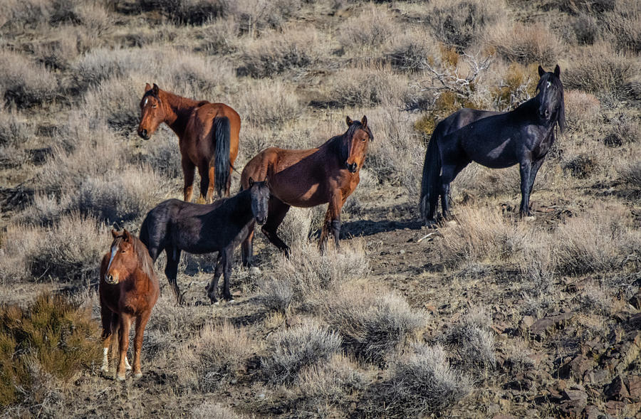 Wild Horses Photograph by Rick Mosher