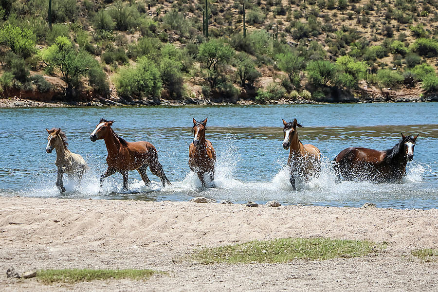 Wild Horses Running 1, Saguaro Lake Photograph by Dawn Richards