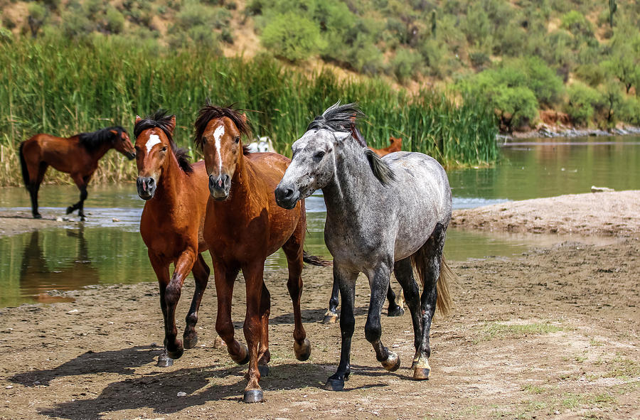 Wild Horses Running 3, Saguaro Lake Photograph by Dawn Richards