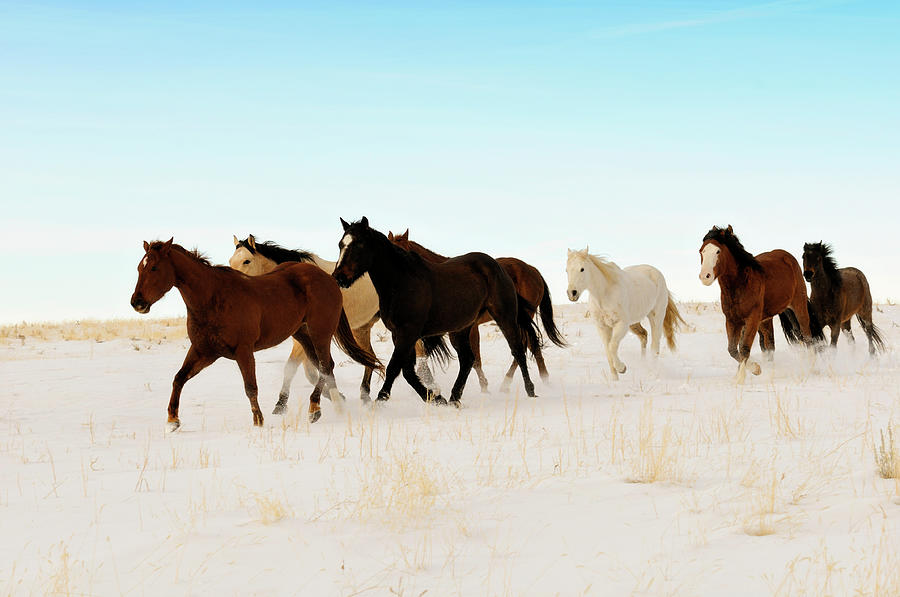 Wild Horses Running Across A Snowy Photograph by Lifejourneys