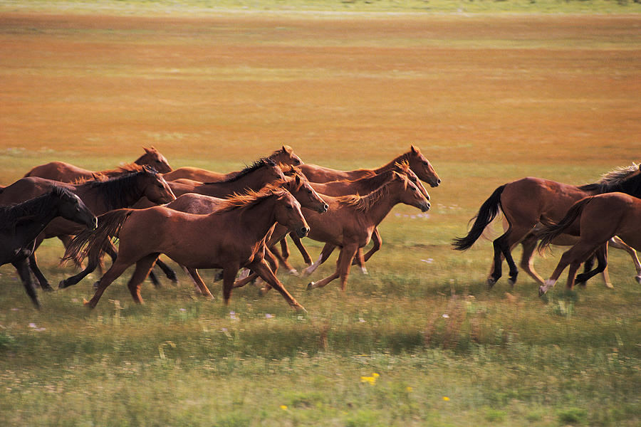 Wild Horses Running Near Fairplay Photograph by Comstock