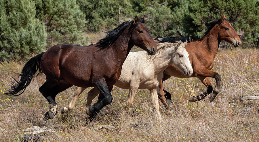 Wild horses running Photograph by Nicole Zenhausern