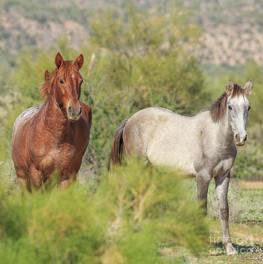 Wild Horses Tonto National Forest Arizona II Photograph by Edward Fielding