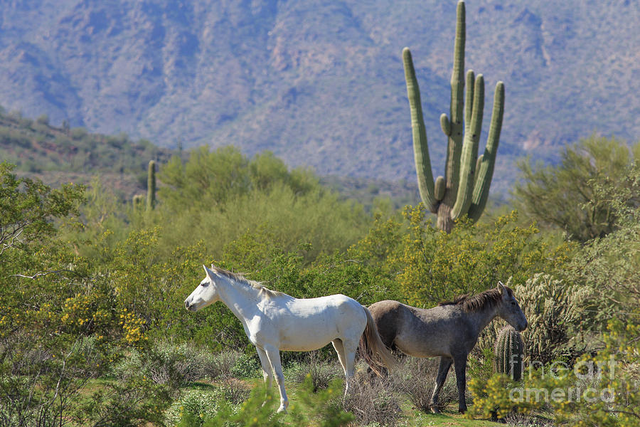 Wild Horses Tonto National Forest Photograph by Edward Fielding