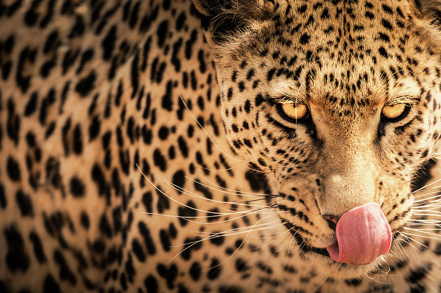 Wild hungry leopard portrait, Namibia Photograph by Francesco Riccardo Iacomino