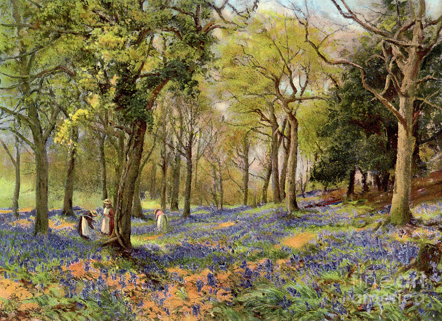 Wild Hyacinths In A Surrey Copse, 1906 Drawing by Print Collector