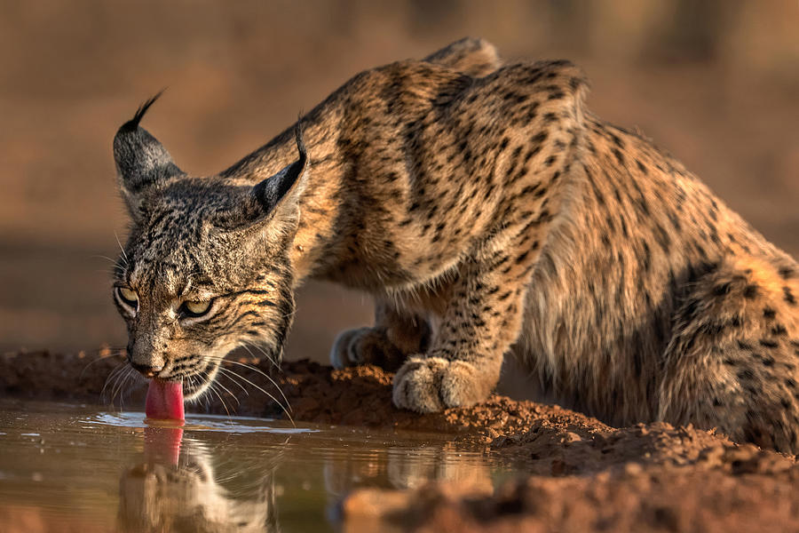 Wild Iberian Lynx Drinking Photograph by Xavier Ortega