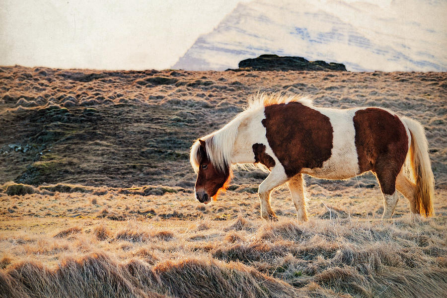 Wild Icelandic Horse Photograph by Kathryn McBride