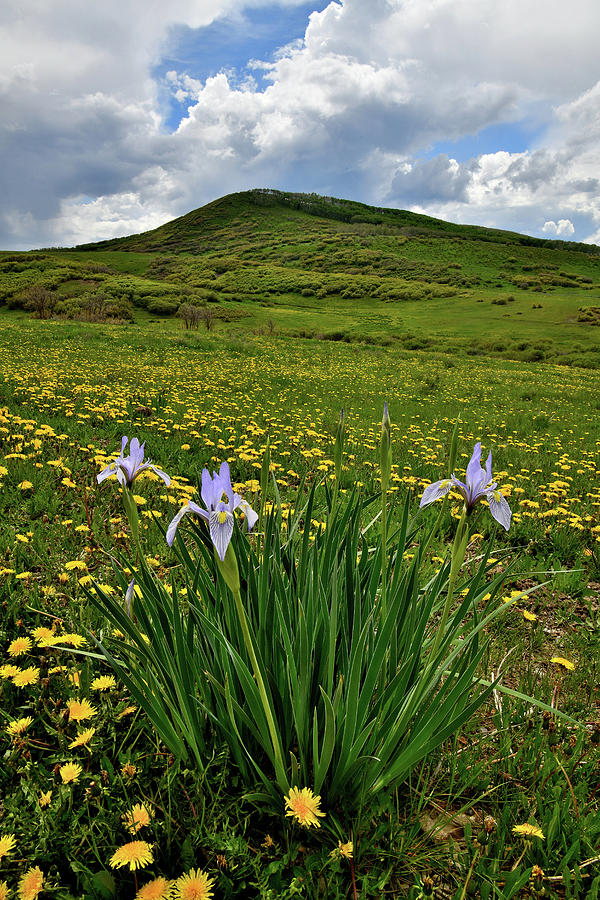 Wild Iris Blooms along Last Dollar Road Photograph by Ray Mathis